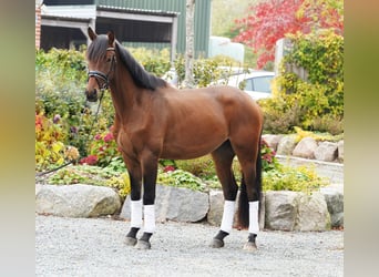 Trakehner, Wallach, 3 Jahre, 168 cm, Brauner