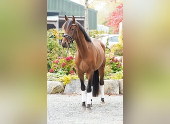 Trakehner, Wallach, 3 Jahre, 168 cm, Brauner