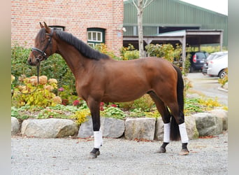 Trakehner, Wallach, 3 Jahre, 168 cm, Brauner