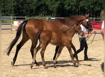 Trakehner, Ruin, 3 Jaar, 169 cm, Lichtbruin