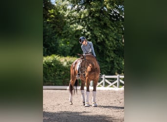 Trakehner, Ruin, 3 Jaar, 169 cm, Zwartbruin