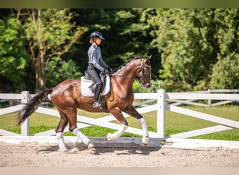 Trakehner, Ruin, 3 Jaar, 169 cm, Zwartbruin