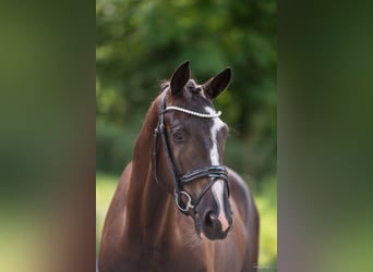 Trakehner, Ruin, 3 Jaar, 169 cm, Zwartbruin