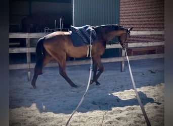 Trakehner, Ruin, 3 Jaar, 170 cm, Bruin