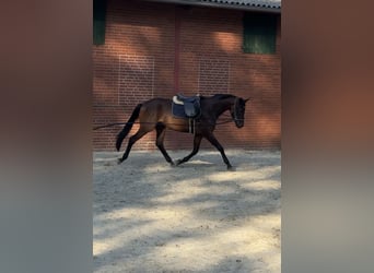 Trakehner, Ruin, 3 Jaar, 170 cm, Bruin