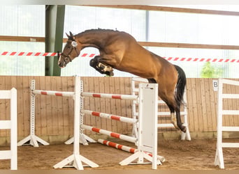 Trakehner, Ruin, 3 Jaar, 170 cm, Bruin