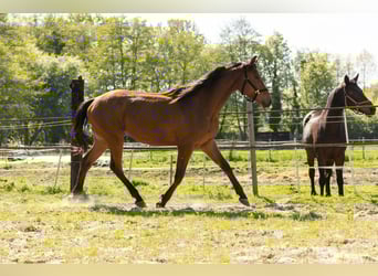 Trakehner, Ruin, 3 Jaar, 172 cm, Bruin