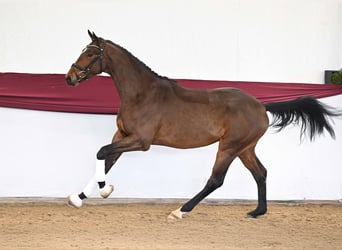 Trakehner, Ruin, 3 Jaar, Bruin