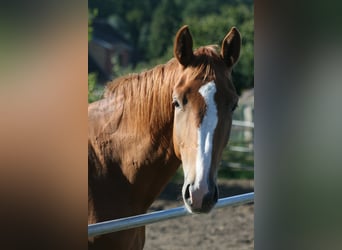 Trakehner, Ruin, 3 Jaar, Donkere-vos