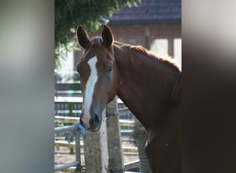 Trakehner, Ruin, 3 Jaar, Donkere-vos