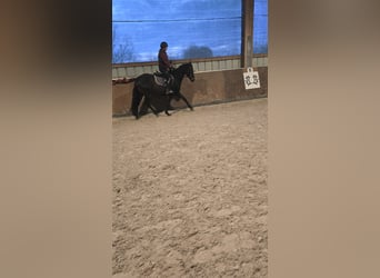 Trakehner, Ruin, 4 Jaar, 161 cm, Donkerbruin