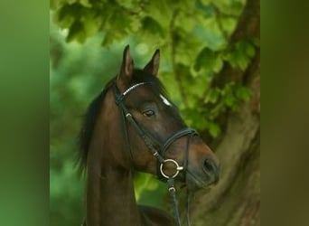Trakehner, Ruin, 4 Jaar, 162 cm, Donkerbruin