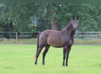 Trakehner, Ruin, 4 Jaar, 163 cm, Donkerbruin