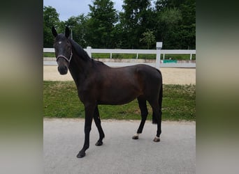 Trakehner, Ruin, 4 Jaar, 163 cm, Zwartbruin