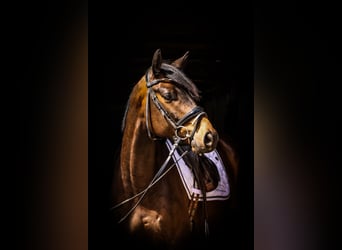 Trakehner, Ruin, 4 Jaar, 164 cm, Donkerbruin