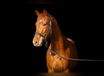 Trakehner, Ruin, 4 Jaar, 164 cm, Vos