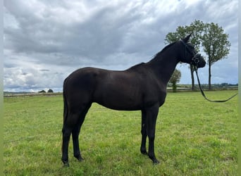Trakehner, Ruin, 4 Jaar, 164 cm, Zwart