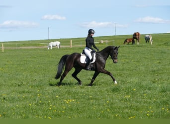 Trakehner, Ruin, 4 Jaar, 164 cm, Zwartbruin