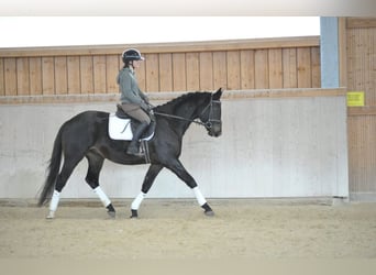 Trakehner, Ruin, 4 Jaar, 164 cm, Zwartbruin