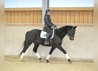 Trakehner, Ruin, 4 Jaar, 164 cm, Zwartbruin