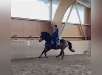 Trakehner, Ruin, 4 Jaar, 165 cm, Bruin
