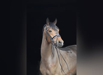 Trakehner, Ruin, 4 Jaar, 165 cm, Bruin