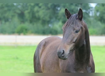 Trakehner, Ruin, 4 Jaar, 165 cm, Donkerbruin