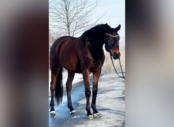 Trakehner, Ruin, 4 Jaar, 166 cm, Bruin