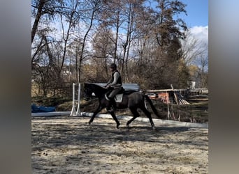 Trakehner, Ruin, 4 Jaar, 166 cm, Schimmel