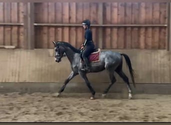 Trakehner, Ruin, 4 Jaar, 166 cm, Schimmel