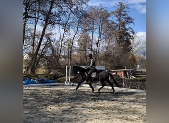 Trakehner, Ruin, 4 Jaar, 166 cm, Schimmel