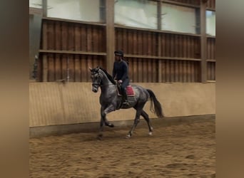 Trakehner, Ruin, 4 Jaar, 166 cm, Schimmel