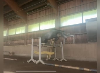 Trakehner, Ruin, 4 Jaar, 166 cm, Schimmel