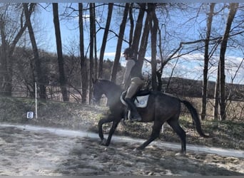 Trakehner, Ruin, 4 Jaar, 166 cm, Schimmel