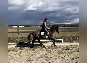 Trakehner, Ruin, 4 Jaar, 166 cm, Schimmel