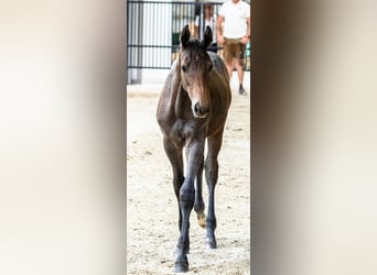 Trakehner, Ruin, 4 Jaar, 166 cm, Schimmel