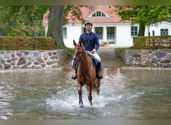 Trakehner, Ruin, 4 Jaar, 166 cm, Vos