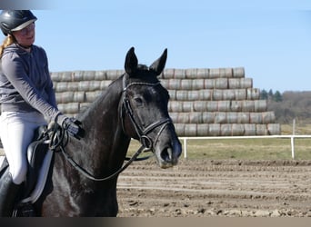 Trakehner, Ruin, 4 Jaar, 167 cm