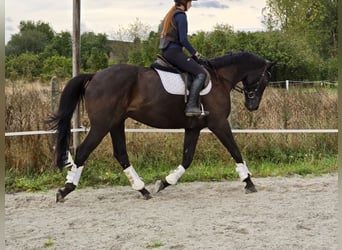 Trakehner, Wallach, 4 Jahre, 167 cm, Rappe