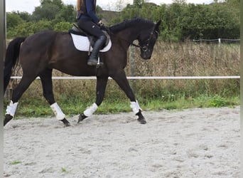 Trakehner, Wallach, 4 Jahre, 167 cm, Rappe