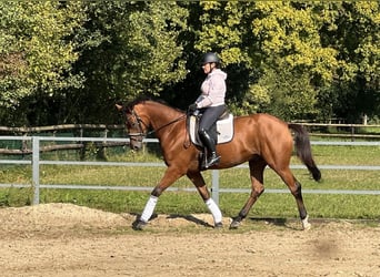 Trakehner, Wallach, 4 Jahre, 168 cm, Brauner