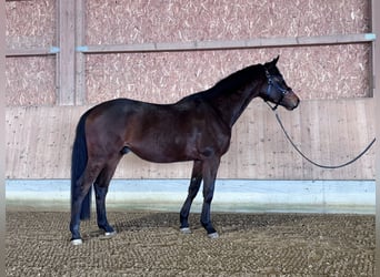 Trakehner, Ruin, 4 Jaar, 168 cm, Bruin
