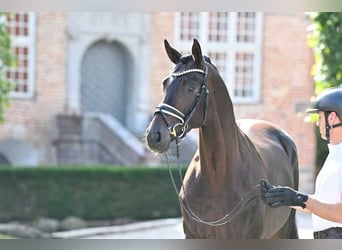 Trakehner, Ruin, 4 Jaar, 168 cm, Donkerbruin