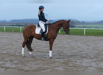 Trakehner, Wallach, 4 Jahre, 168 cm, Dunkelfuchs