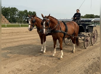 Trakehner, Ruin, 4 Jaar, 168 cm, Vos