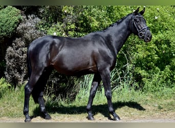 Trakehner, Ruin, 4 Jaar, 168 cm, Zwart