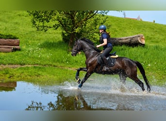 Trakehner, Ruin, 4 Jaar, 168 cm, Zwartbruin