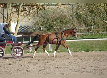 Trakehner, Ruin, 4 Jaar, 169 cm, Bruin