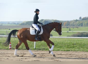 Trakehner, Ruin, 4 Jaar, 169 cm, Bruin