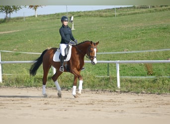 Trakehner, Ruin, 4 Jaar, 169 cm, Bruin